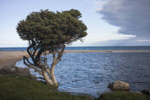 A single tree with it's trunk in shallow estuarine water with the sea in the background.