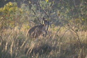 A kangaroo obscured behind shrubs and tall grass.