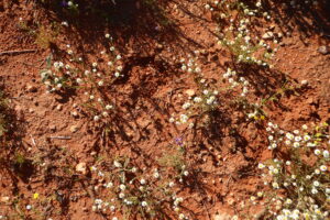 Red soil sparsely covered in plants, predominatley by a small white and yellow flowering daisy.