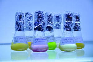 Scientific conical glass flasks filled with algae solutions of different colours.