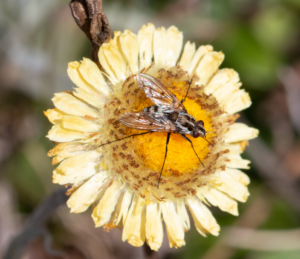 A close -up view of a single yellow daisy like flower with a fly sitting in the middle of it.