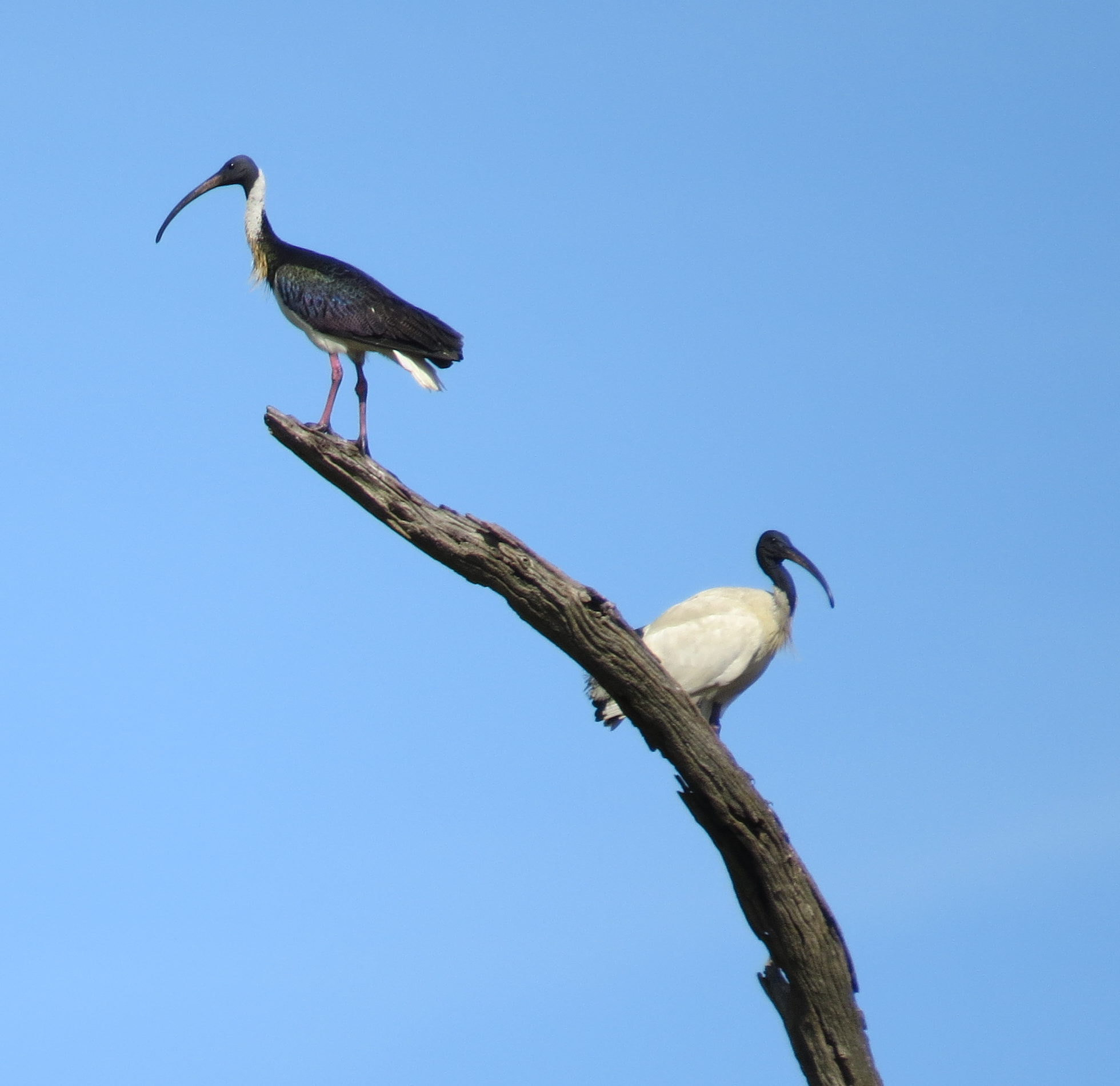 A straw-necked ibis on the left of a branch and a white ibis on the right of the branch. The straw-necked ibis is mostly black and the white ibis is mostly white