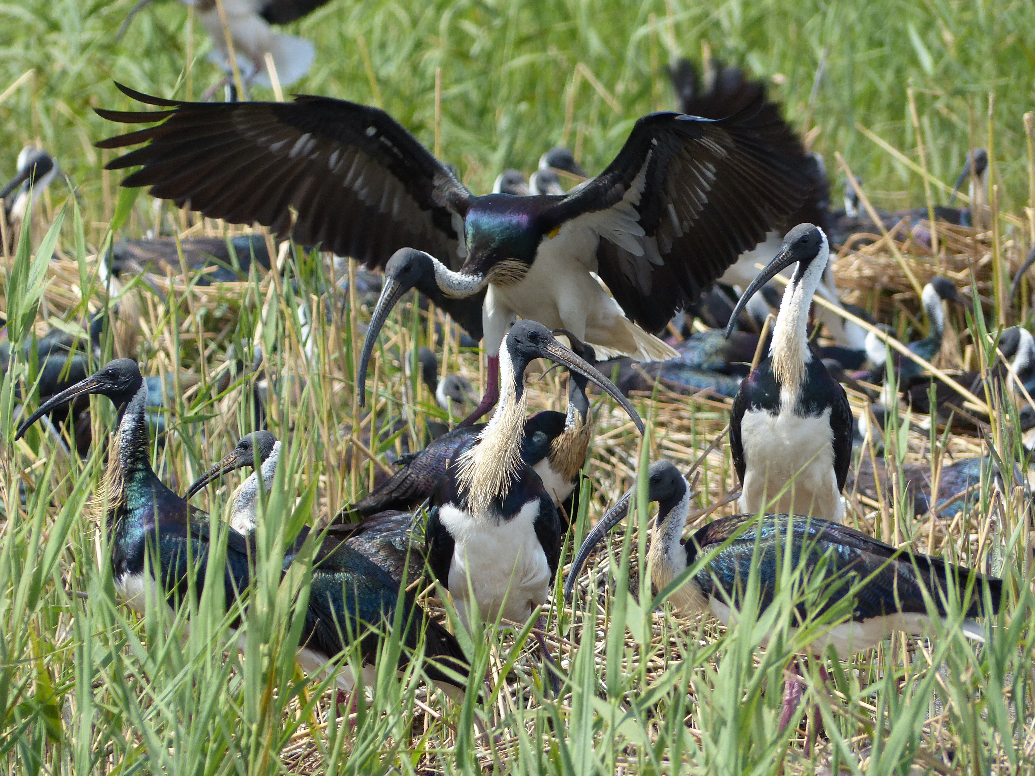 Nesting Straw-necked ibis Threskiornis spinicollis