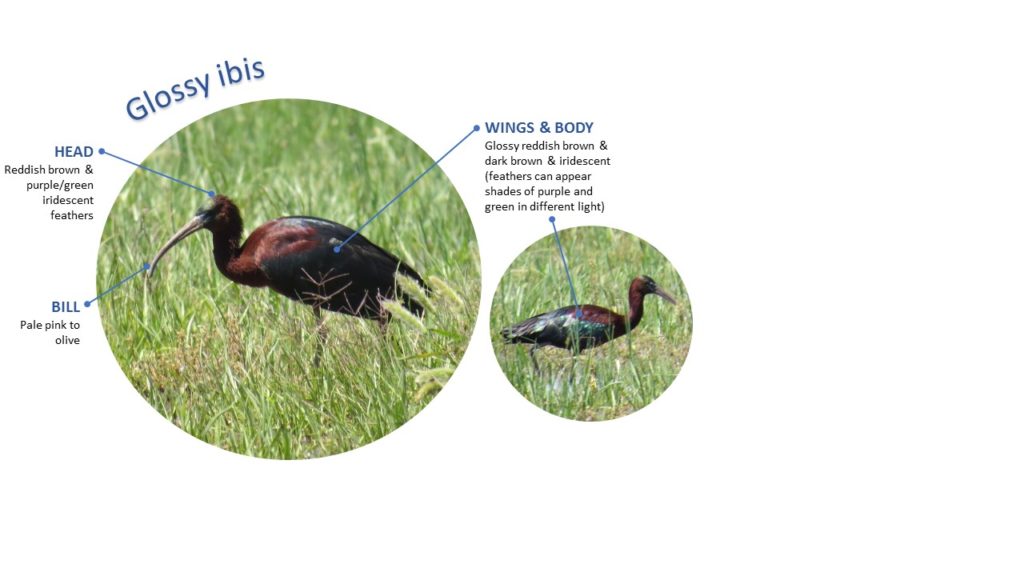 Australia’s ibis What’s the difference? Waterbird breeding & movements