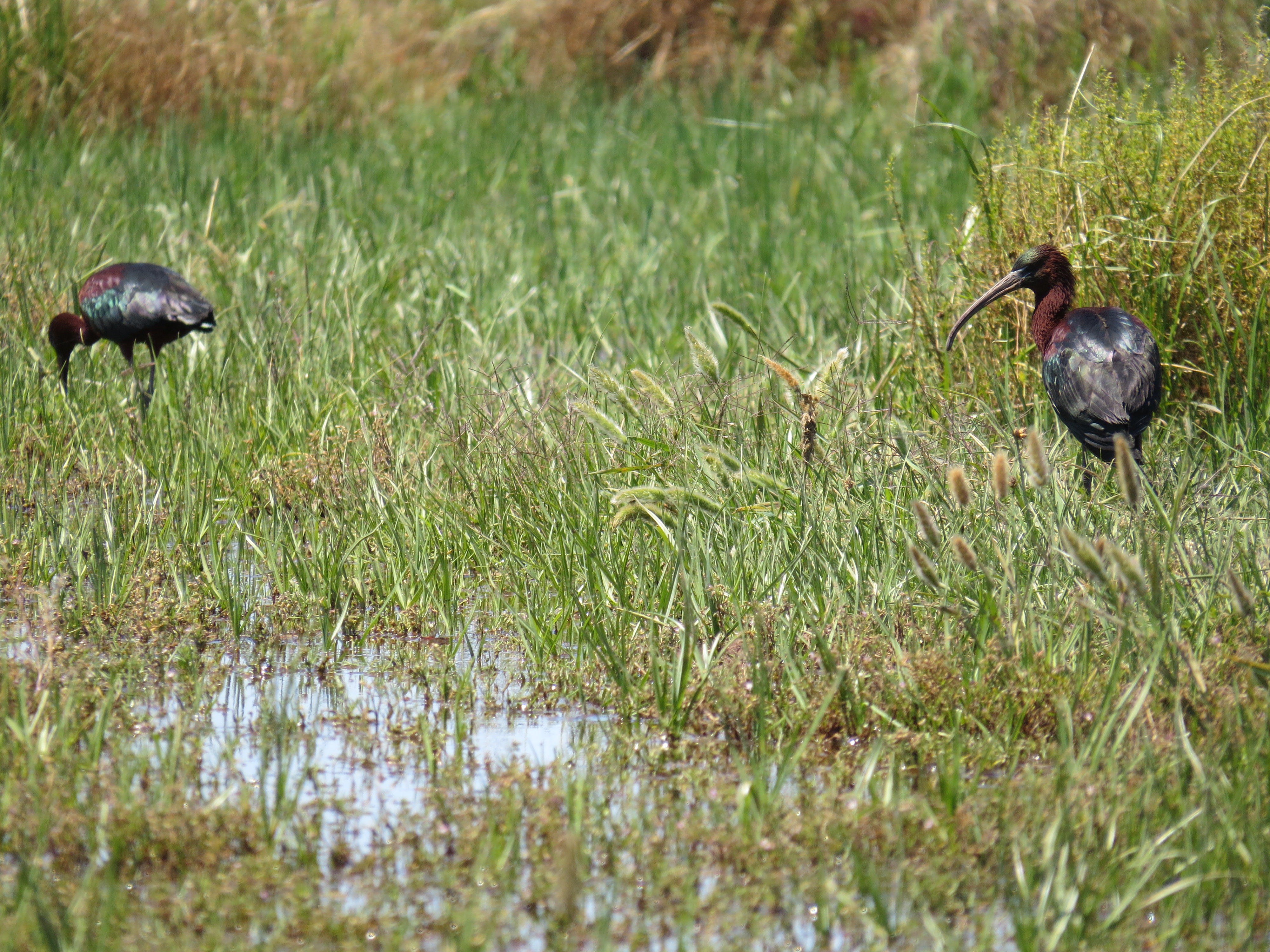 Glossy ibis Plegadis falcinellus