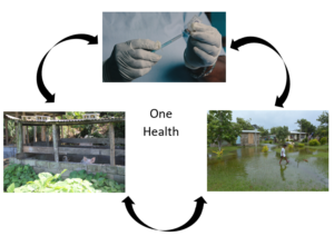 Three connected images explaining the interconnectivity of human health, animal health and the environment 