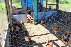 Rural chicken farm in Fiji