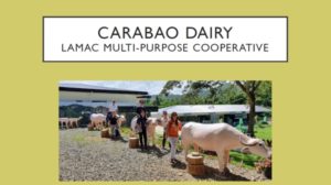 The LAMAC-MPC carabao dairy value chain