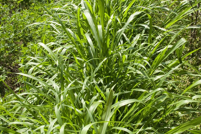 Napier grass year-round green fodder in northern India (Koki village). Photo credit: ILRI/Stevie Mann