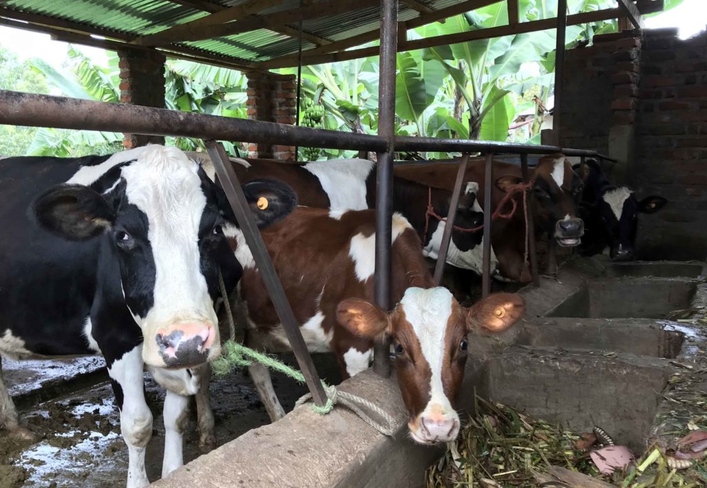 Visiting Tanzanian Dairy Farms Livegaps