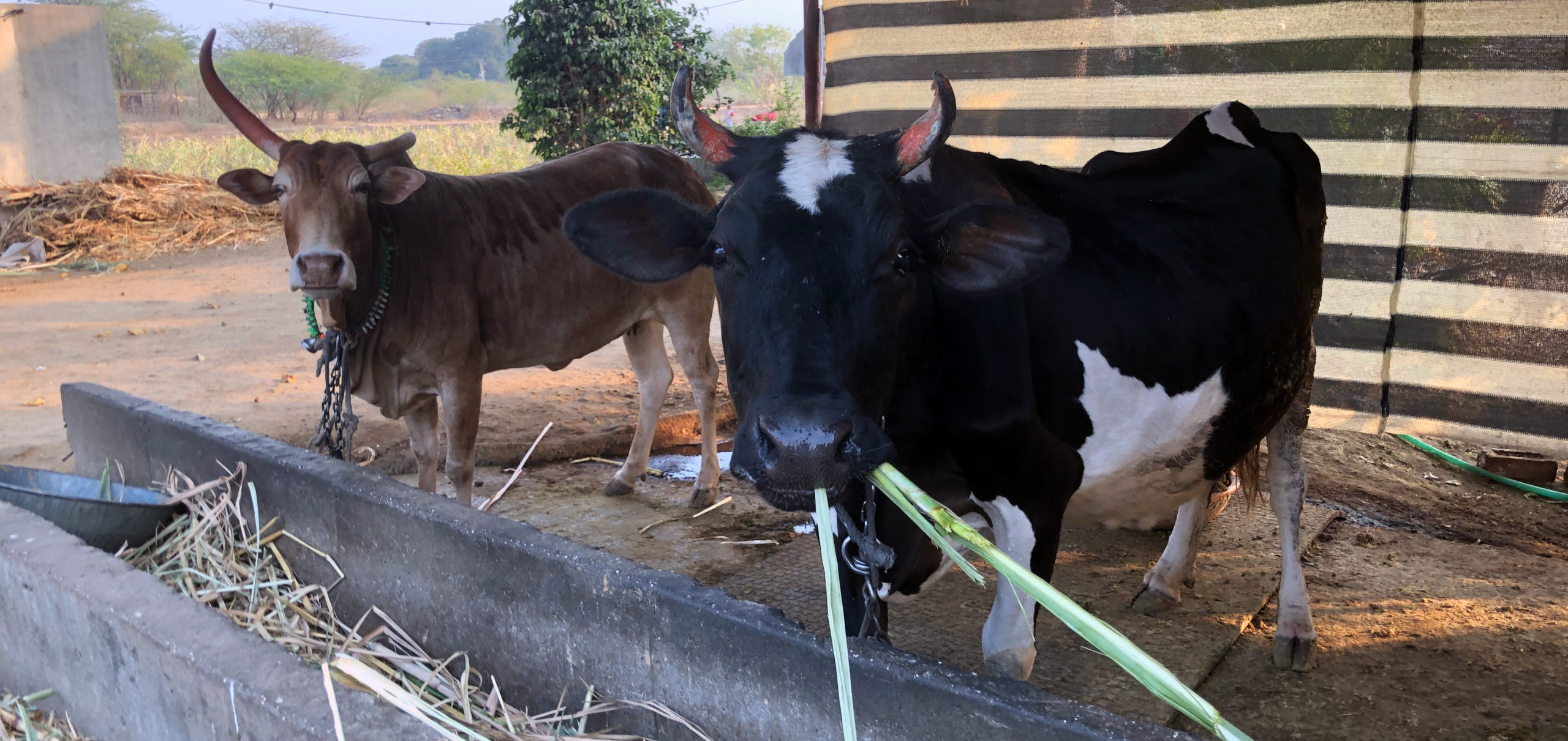 Increasing dairy productivity in India and Ethiopia – LiveGAPS