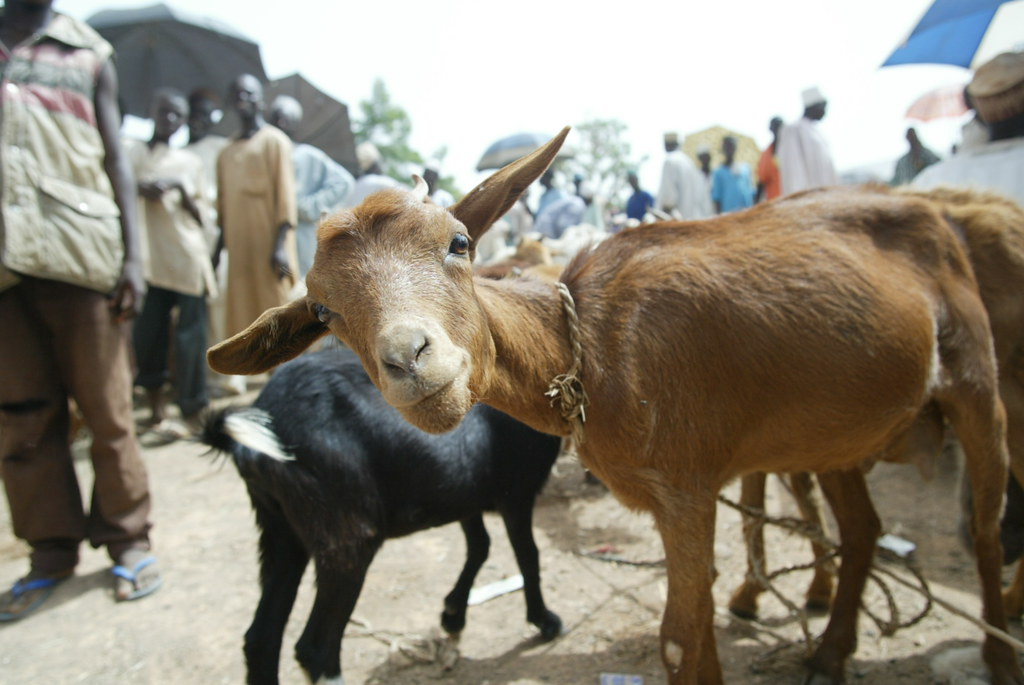 Small ruminant production in Nigeria – LiveGAPS