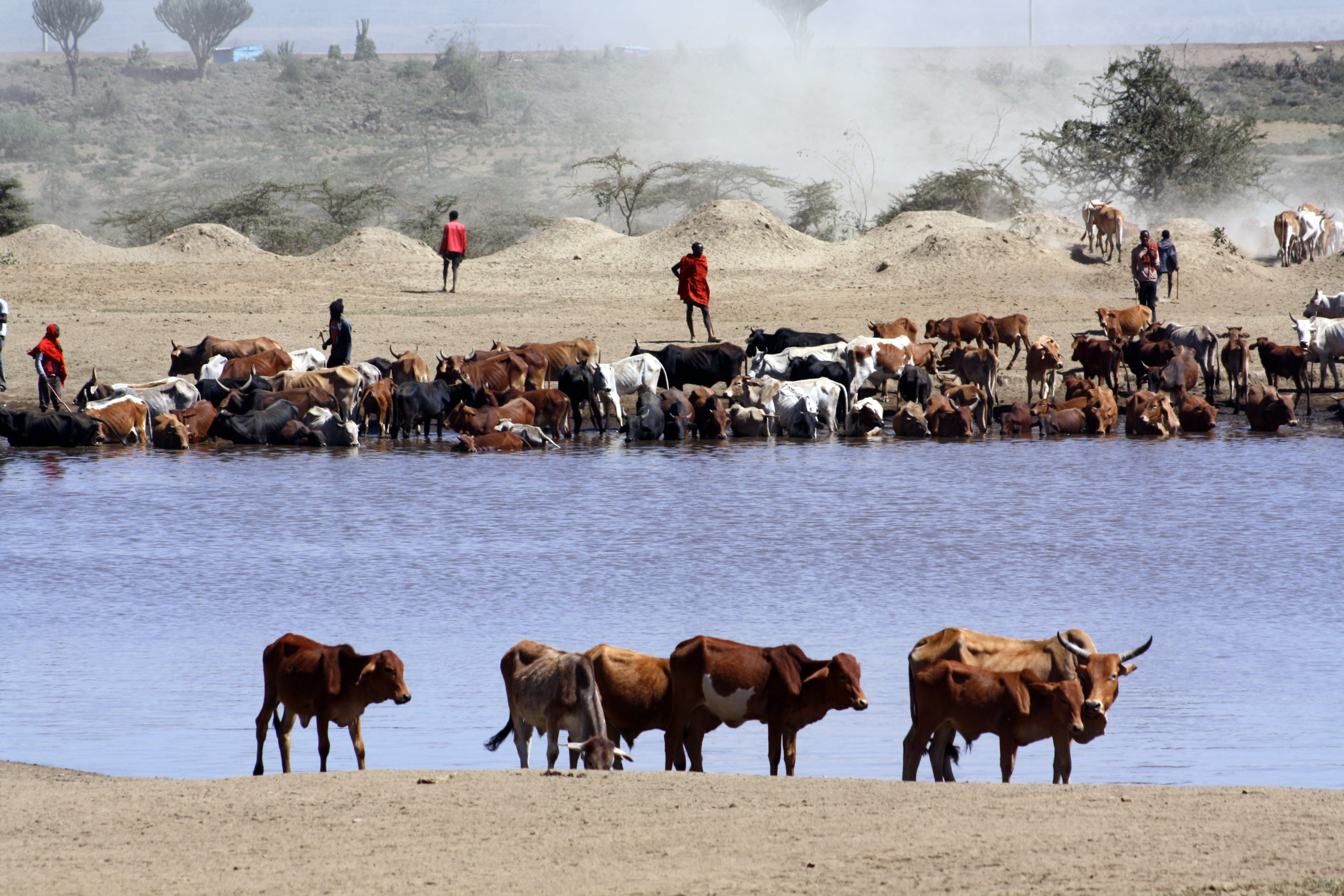 livestock-production-livegaps