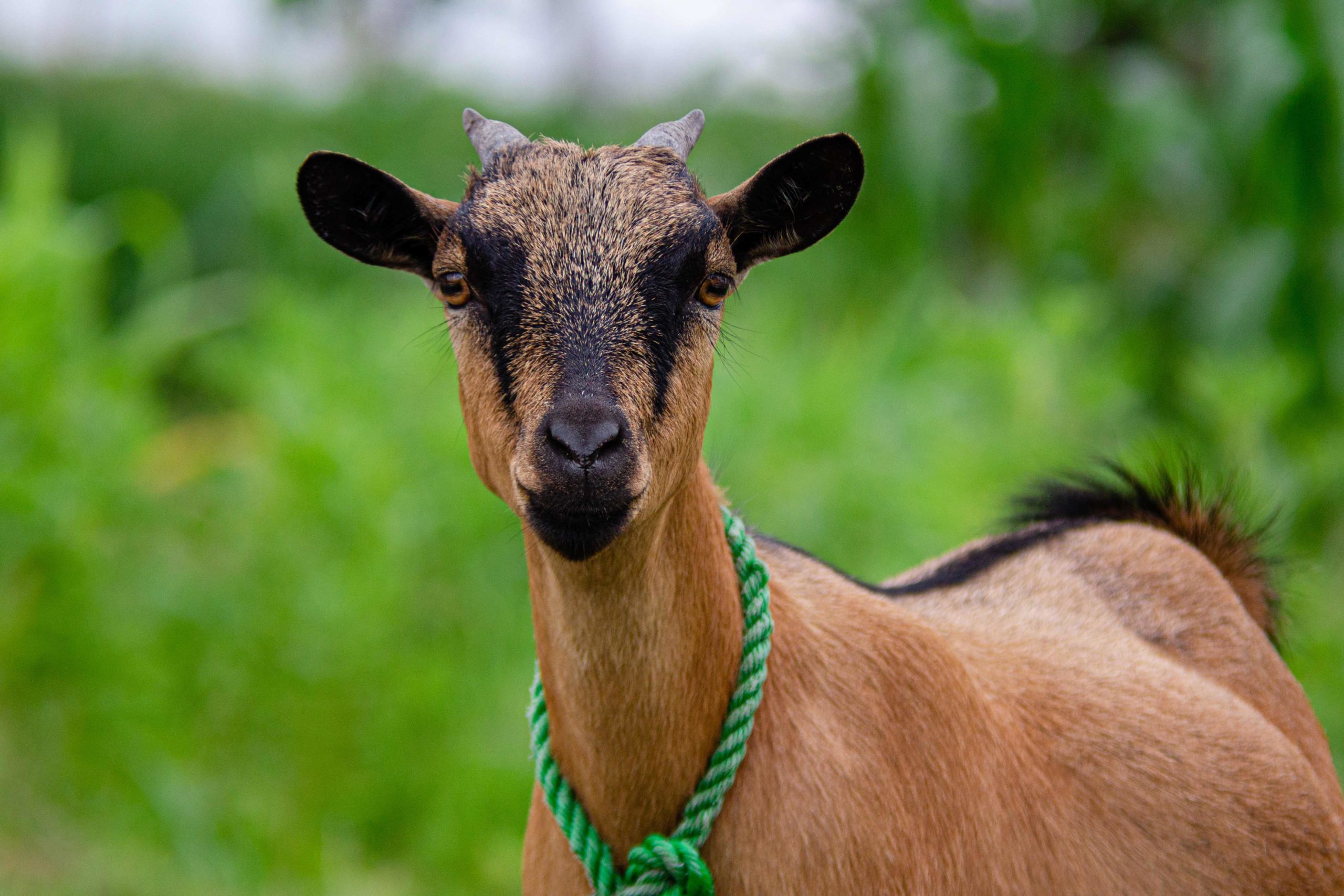 Improving goat meat productivity in Nigeria – LiveGAPS