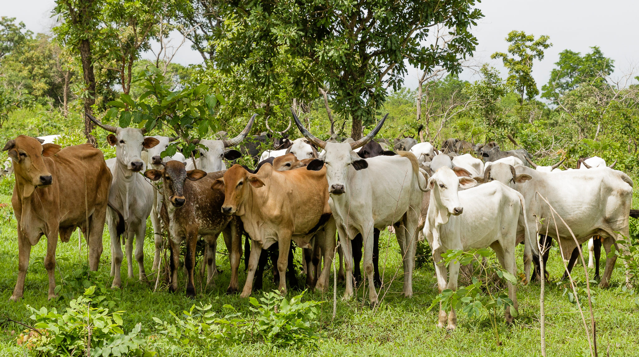 Improving dairy production in central Nigeria LiveGAPS