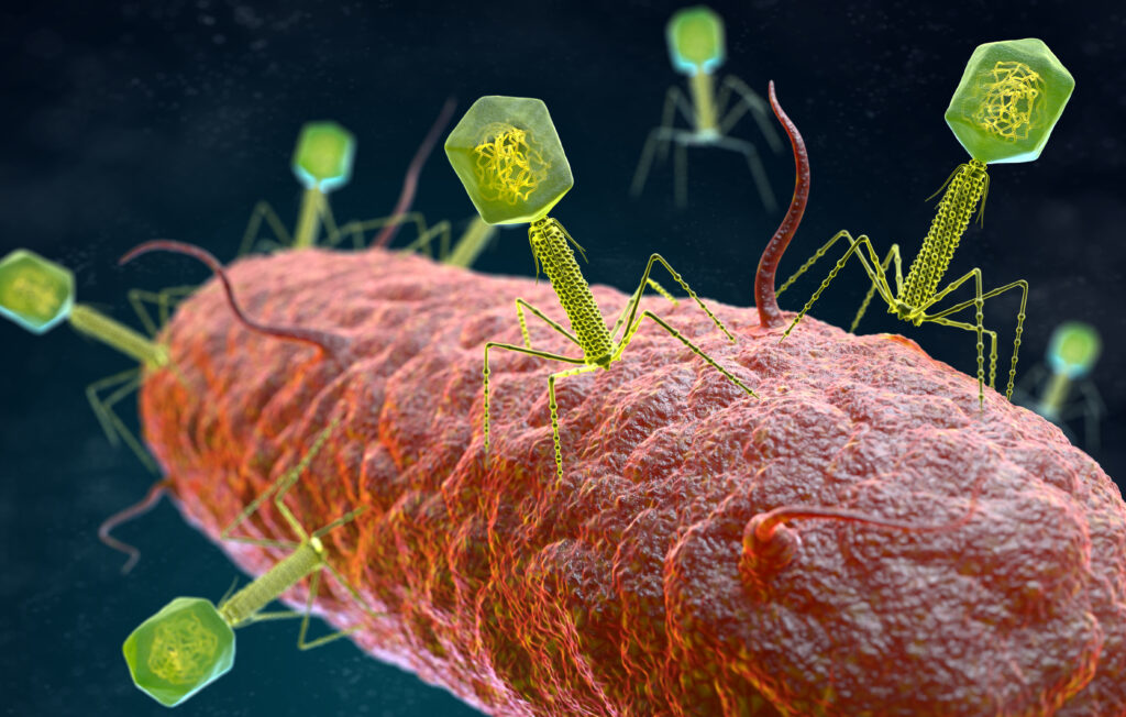 Illustration of the bacteriophage virus that infects and replicates within a bacterium. 3D illustration. Credit iLexx