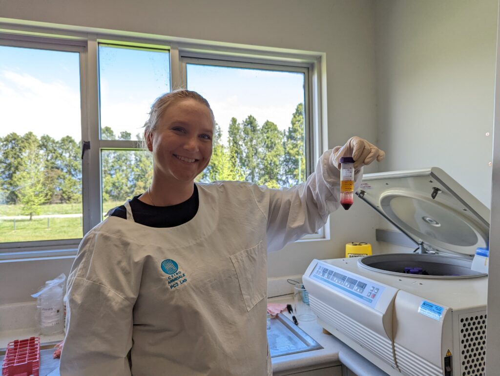 Annaleise Wilson isolating immune cells from blood collected from cattle
