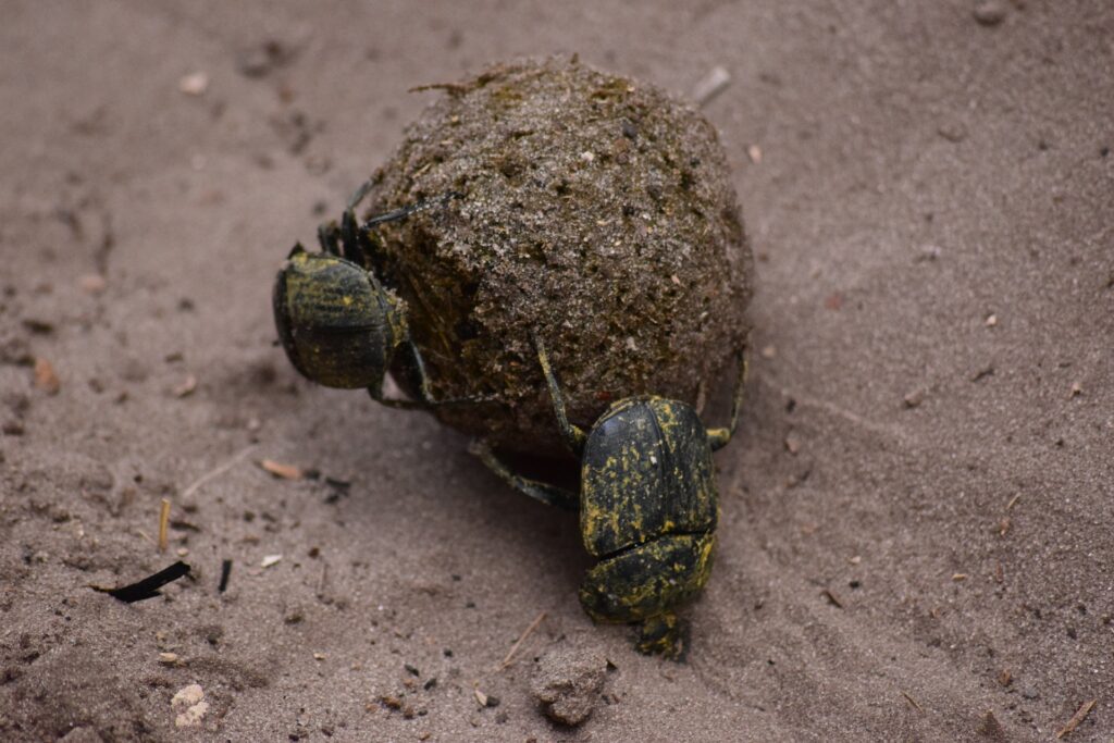 Dung beetle rolling dung, an important ecological process. Photographer - pixabay member BlueFarrar.