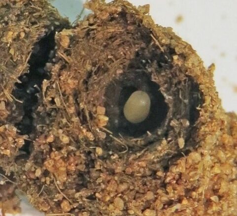 MOSH scientists will add a microbiome to sterilised imported dung beetle egg