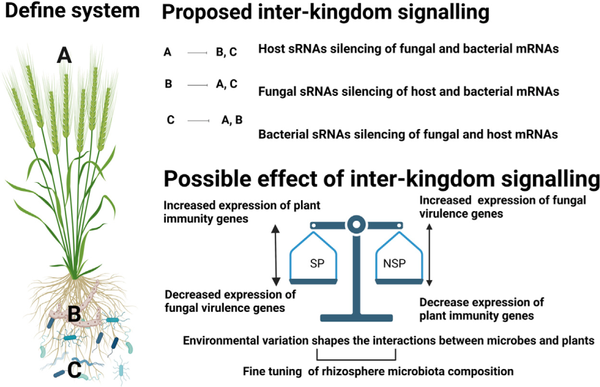 Schematic for possible ways of sRNA mediated gene regulation in wheat rhizoctonia-microbiome interactions and possible effect of such interactions in the context of disease suppressive soils.