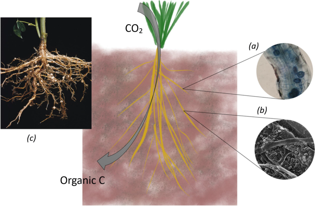 Conceptual diagram of carbon flow from the atmosphere by the plant to the soil. Photosynthesis fixes atmospheric CO2, which then enters the soil by above- and below-ground litter and rhizodeposits. Symbiotic fungi such as mycorrhizae (a), plant growth promoting rhizobacteria (b) or, in the case of legumes, rhizobia (c) modulate plant C inputs to the soil by facilitating greater root exploration, N2 fixation, greater plant productivity and, especially in the case of mycorrhizae, the deposition of their own necromass.
