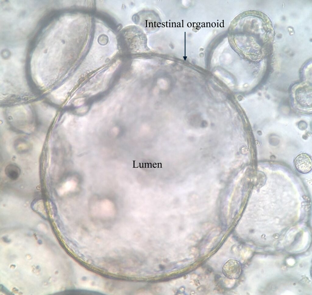 Microscope image of an intestinal organoid, showing the centre space of the intestinal structure (lumen).