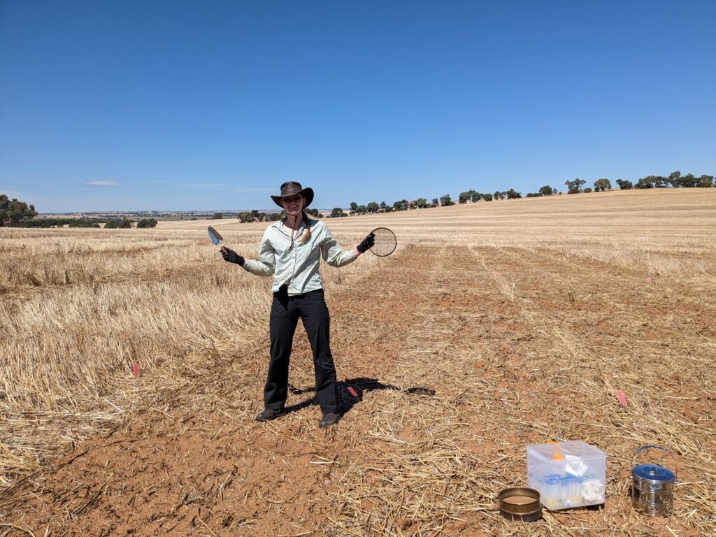 Dr Katia Taylor investigating crop residue at the field site in Monteagle in NSW, Australia