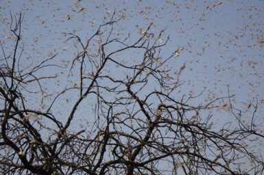 Locust swarm. Credit - Bishnu Sarangi
