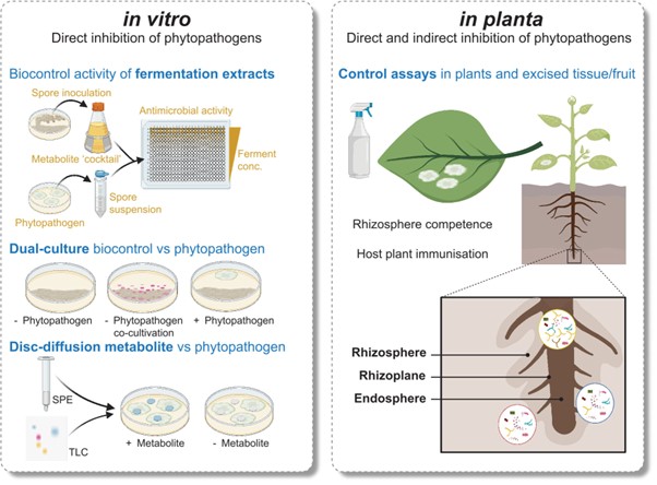 In the search for new crop protection microbial biocontrol agents, isolates from the genus Streptomyces are commonly found with promising attributes. 