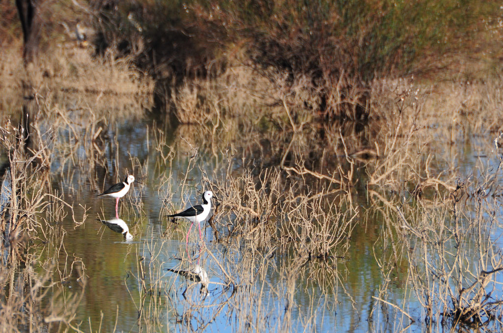 black and white birds walking through a wetland