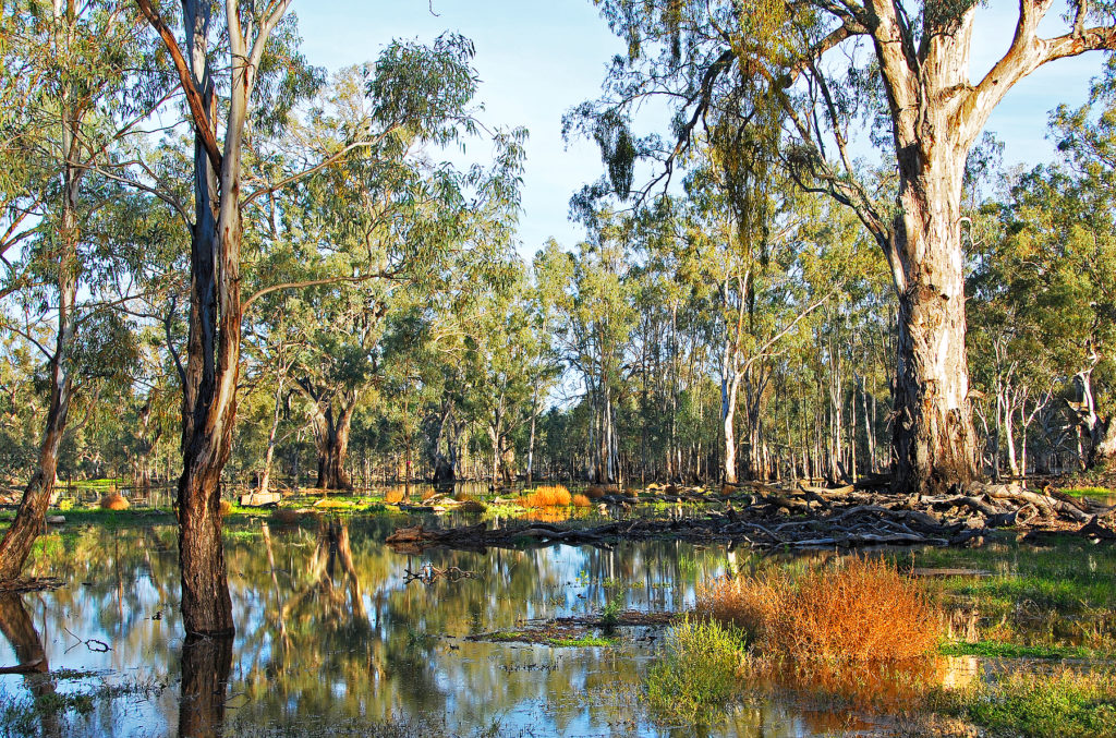 Red Gum in an inundated wetland
