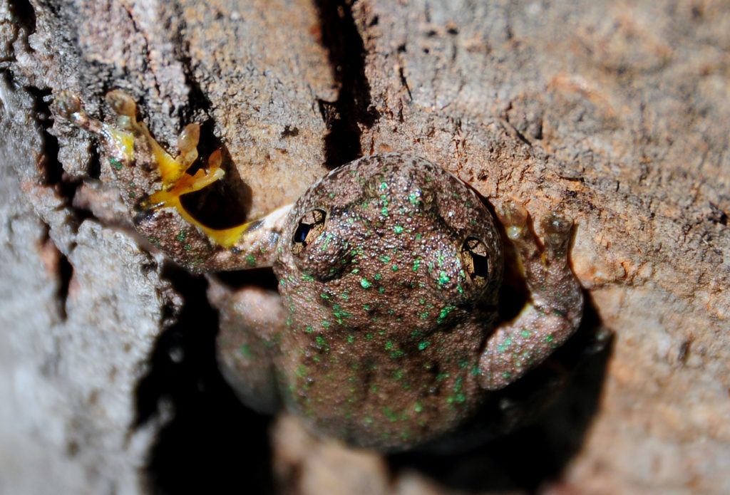 Frog with green spots on a tree