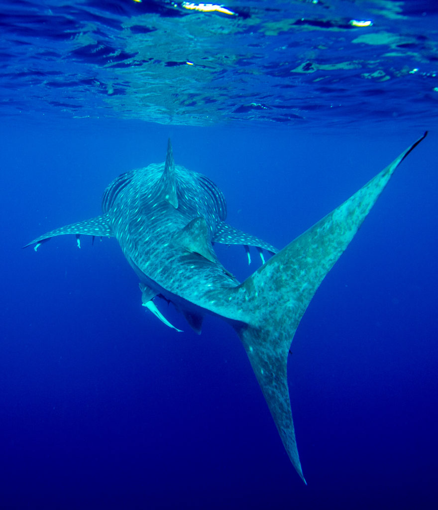 whale-shark-names-top-10-released-get-your-voting-fingers-out-ningaloo