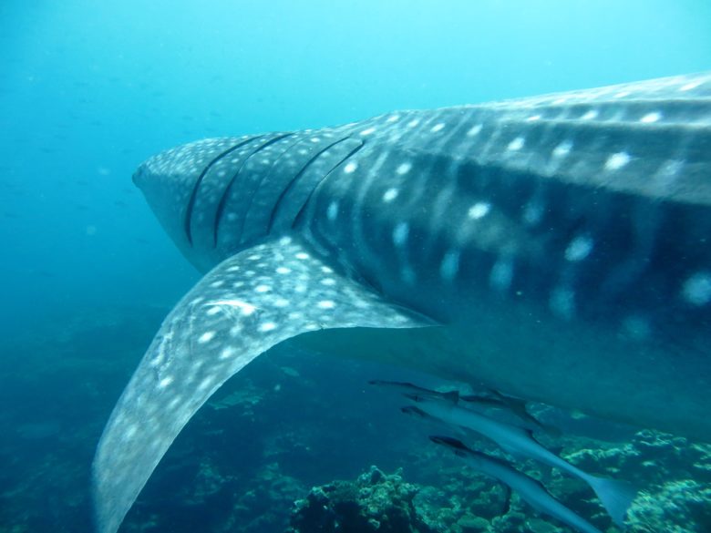 ‘What’s in a name’….whale shark naming competition! Ningaloo