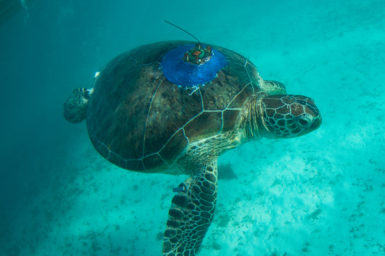 Turtle with satellite tracker on the shell