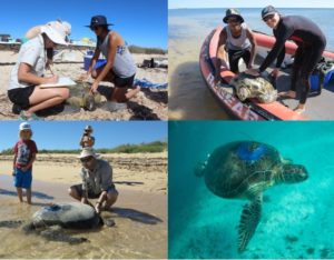 Turtles being tagged