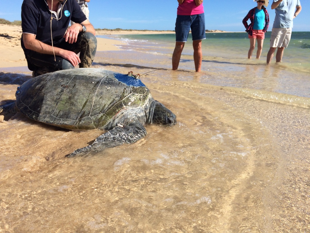 Short List Of Turtle Names Winners Announced Ningaloo,Johnny Cakes Sopranos