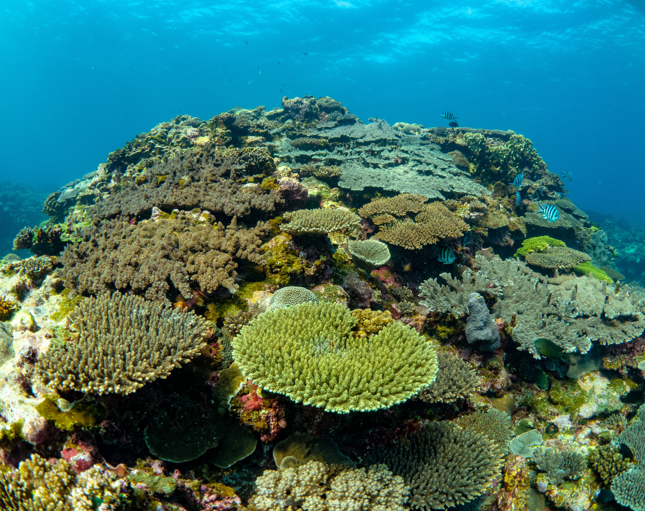 Shallow Coral Reef Habitat