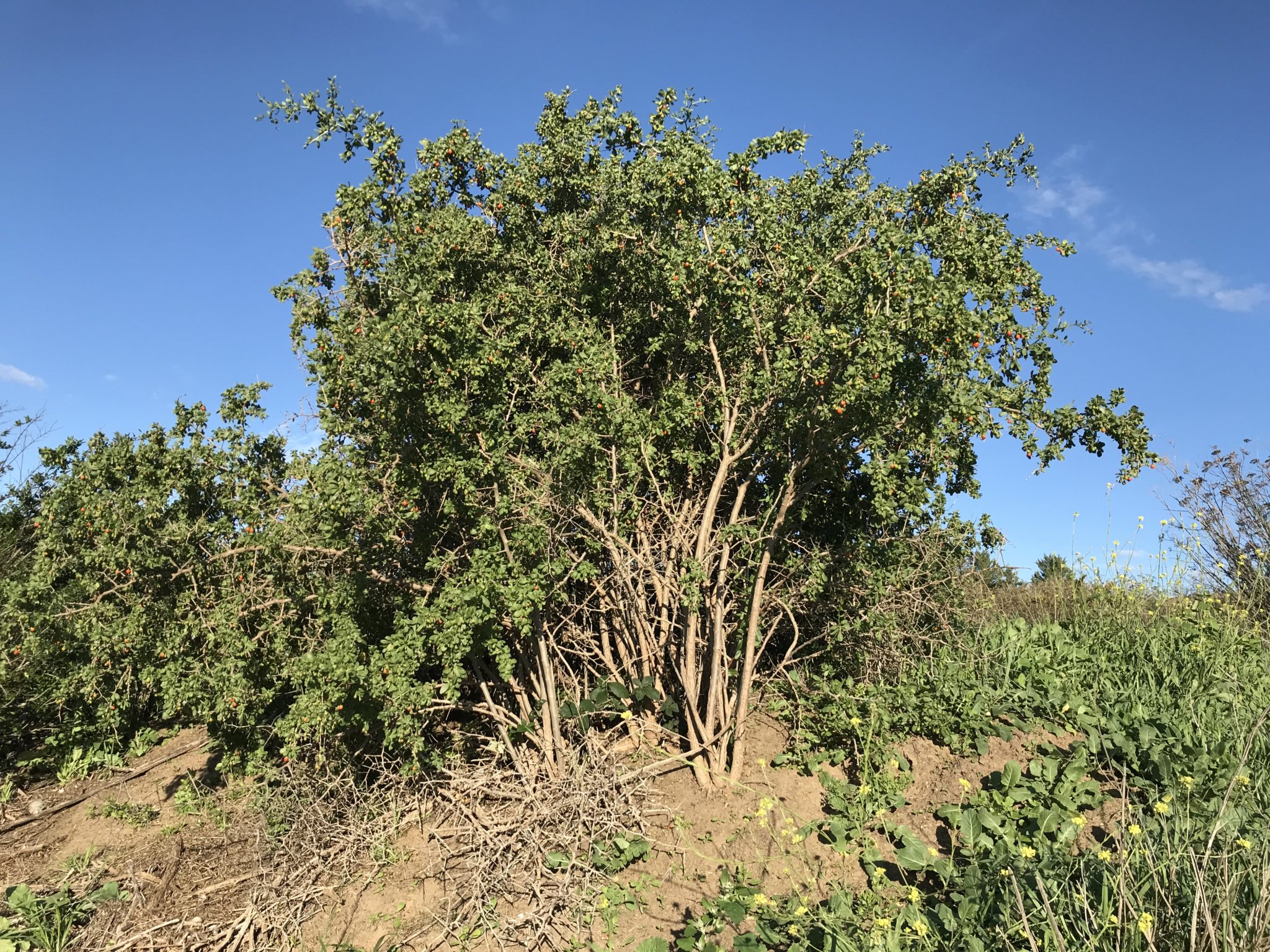 African boxthorn – Biocontrol of priority environmental weeds in NSW