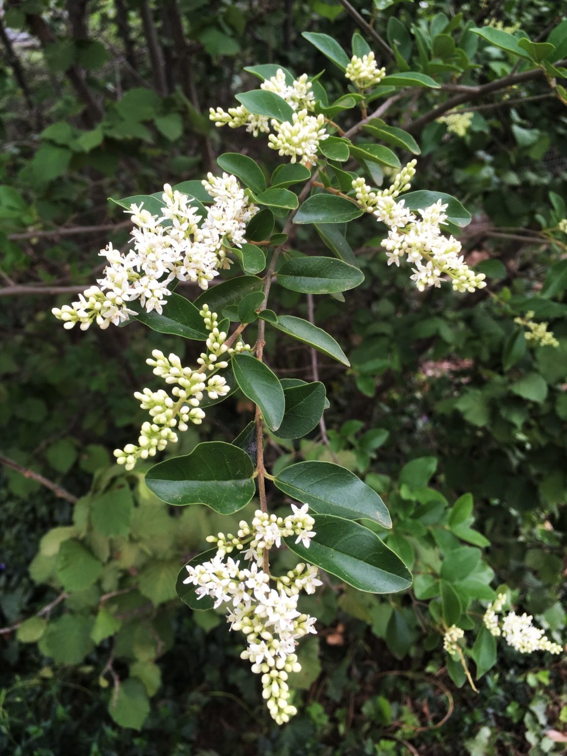 small-leaf-privet-biocontrol-of-priority-environmental-weeds-in-nsw