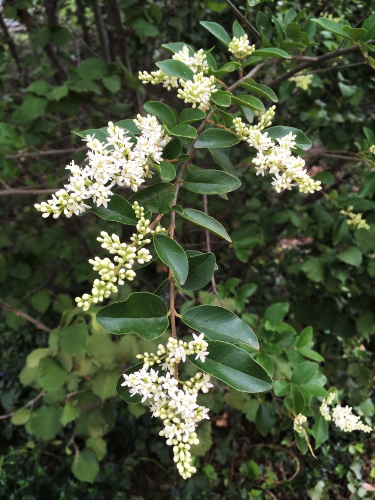 Small-leaf privet – Biocontrol of priority environmental weeds in NSW