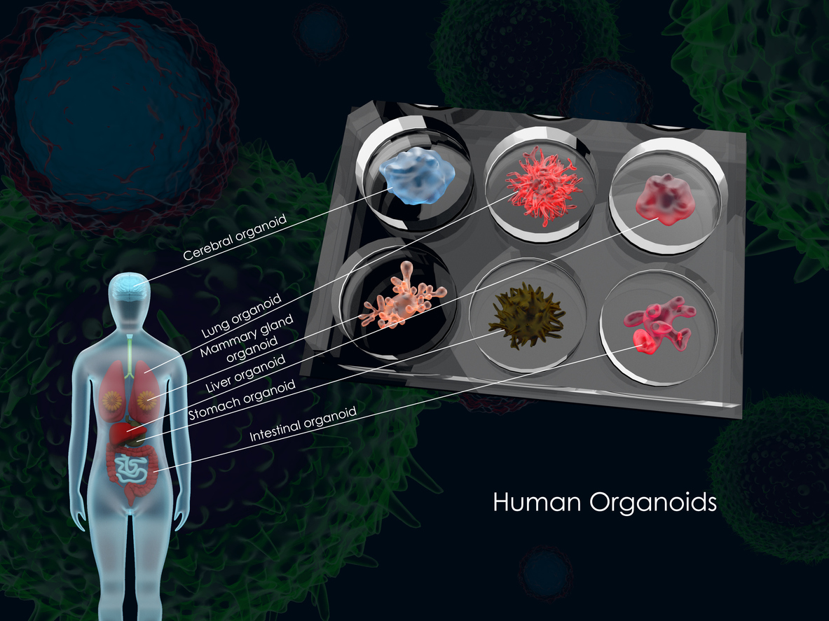 Human Intestinal Organoids For High Throughput Screening Nutrition