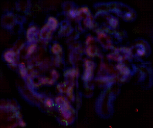 animated gif of organoid under microscope