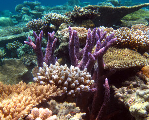 Acropora dominated reef flat.