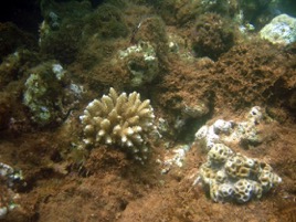 Macroalgae and coral compete for space and macroalgae can be a major factor in reef degradation.