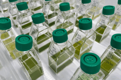 Microalgal culture collection