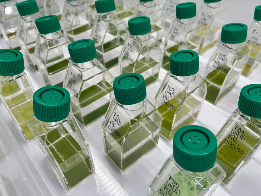Microalgal culture collection, taken by Valentina Hurtado McCormick