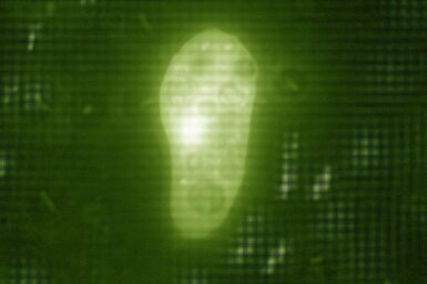 Naelgeria. fowleri trophozoite growing on E. coli