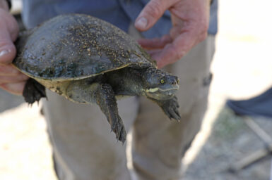 The study is one of the first of its kind to investigate how exposure to per- and poly-fluoroalkyl substances (PFAS) impact Australian wildlife. © Leanne White/Queensland Government
