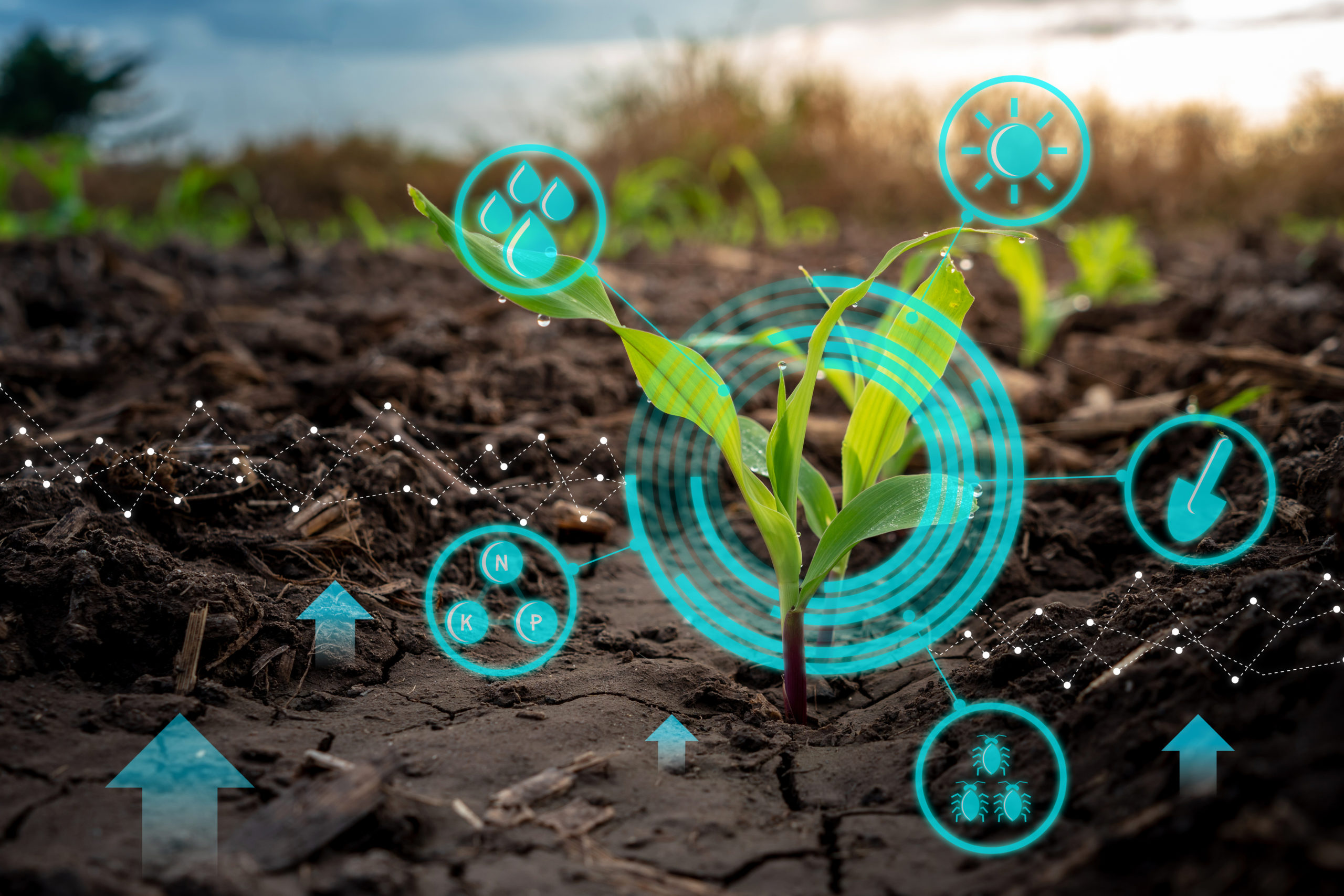 Growing young maize seedling in cultivated agricultural farm field with modern technology concepts including a seedling encircled by digital waves surrounded by technical icons depicting the sun, rain, nutrients, insects and digging utensils and arrows pointing upward from the soil. 